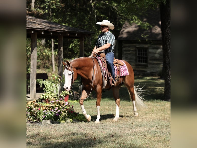 American Quarter Horse Wallach 7 Jahre Rotfuchs in Buffalo