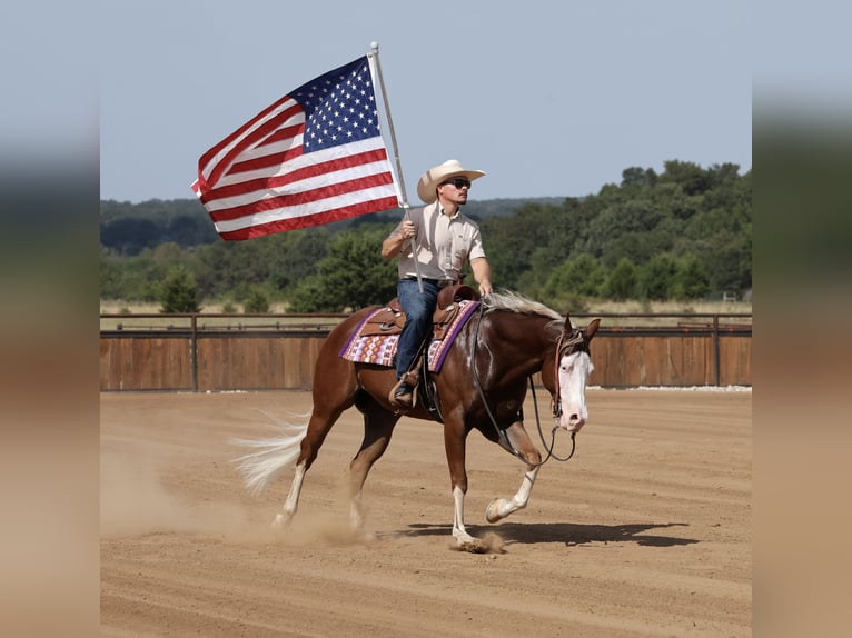 American Quarter Horse Wallach 7 Jahre Rotfuchs in Buffalo