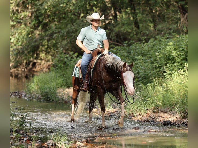American Quarter Horse Wallach 7 Jahre Rotfuchs in Buffalo
