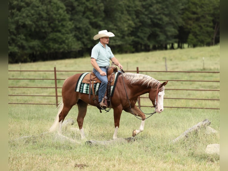 American Quarter Horse Wallach 7 Jahre Rotfuchs in Buffalo