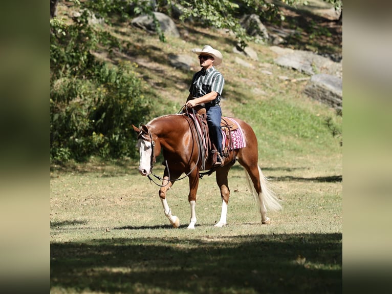 American Quarter Horse Wallach 7 Jahre Rotfuchs in Buffalo
