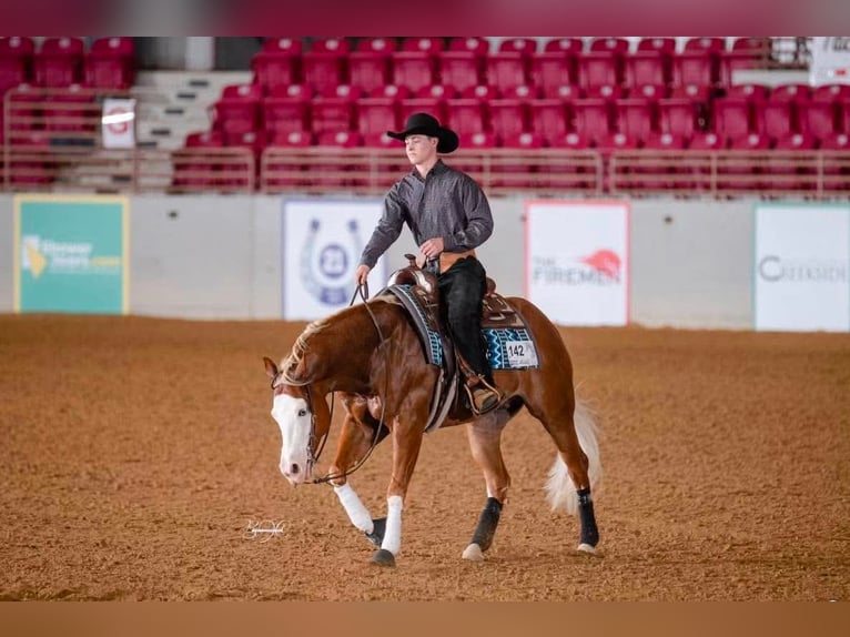 American Quarter Horse Wallach 7 Jahre Rotfuchs in Buffalo