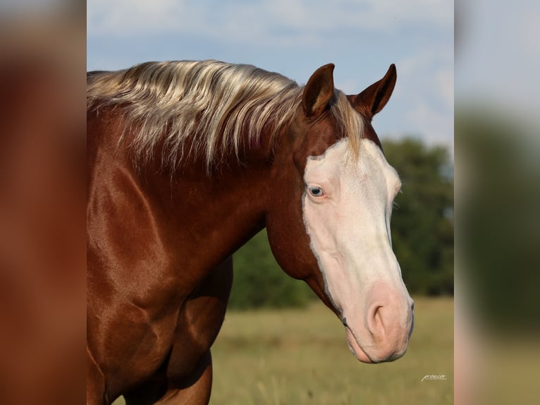 American Quarter Horse Wallach 7 Jahre Rotfuchs in Buffalo