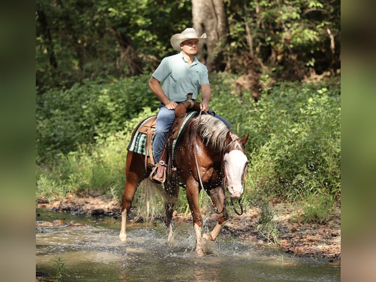 American Quarter Horse Wallach 7 Jahre Rotfuchs in Buffalo