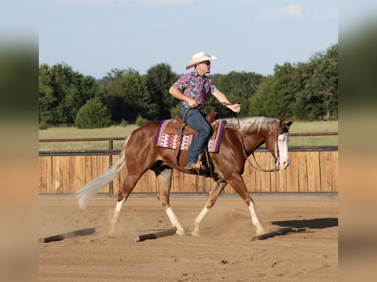 American Quarter Horse Wallach 7 Jahre Rotfuchs in Buffalo