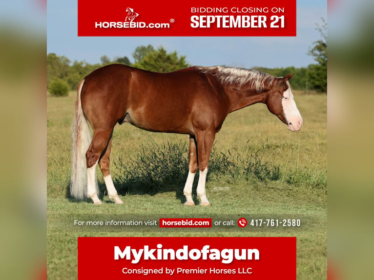 American Quarter Horse Wallach 7 Jahre Rotfuchs in Buffalo