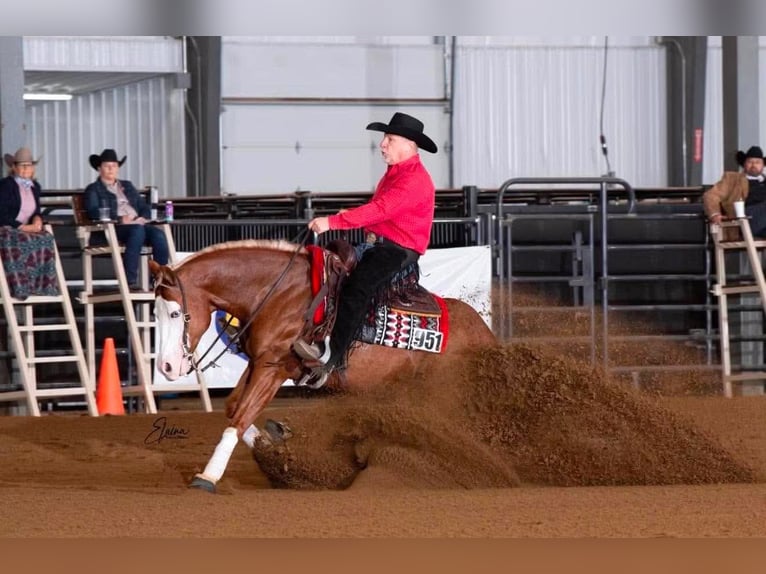 American Quarter Horse Wallach 7 Jahre Rotfuchs in Buffalo