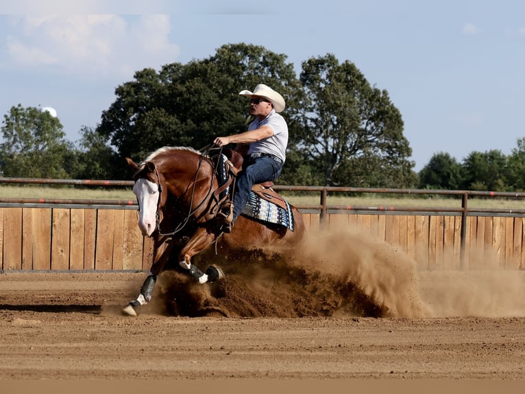 American Quarter Horse Wallach 7 Jahre Rotfuchs in Buffalo