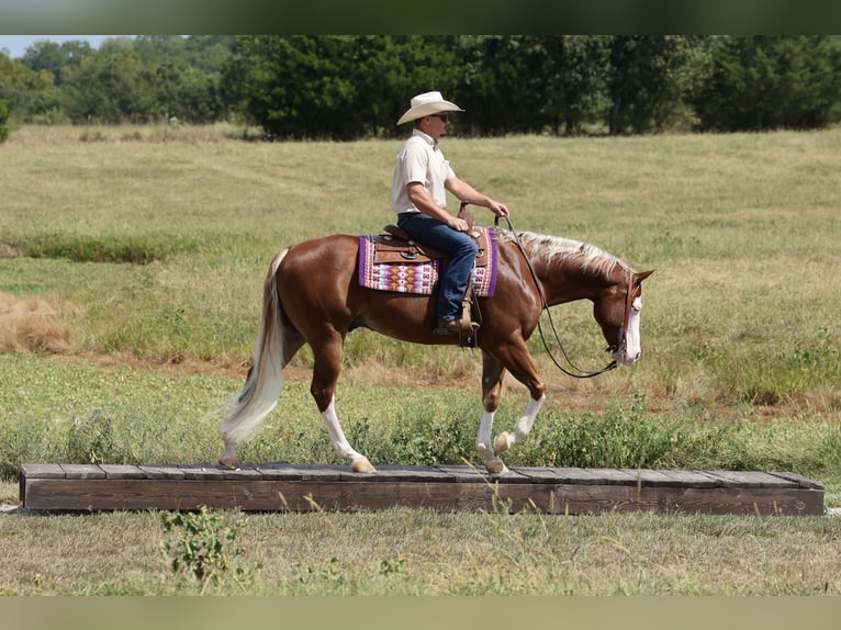 American Quarter Horse Wallach 7 Jahre Rotfuchs in Buffalo
