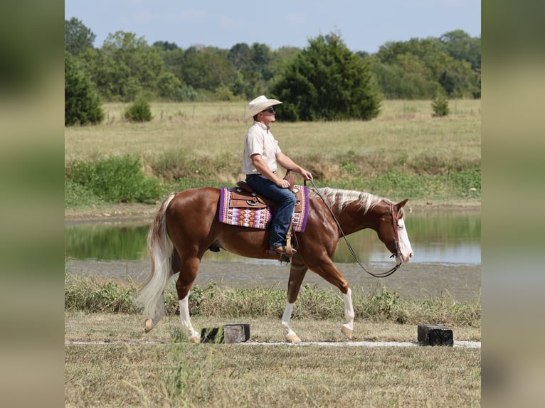 American Quarter Horse Wallach 7 Jahre Rotfuchs in Buffalo