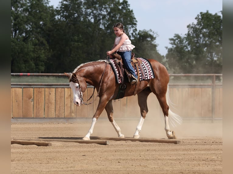 American Quarter Horse Wallach 7 Jahre Rotfuchs in Buffalo