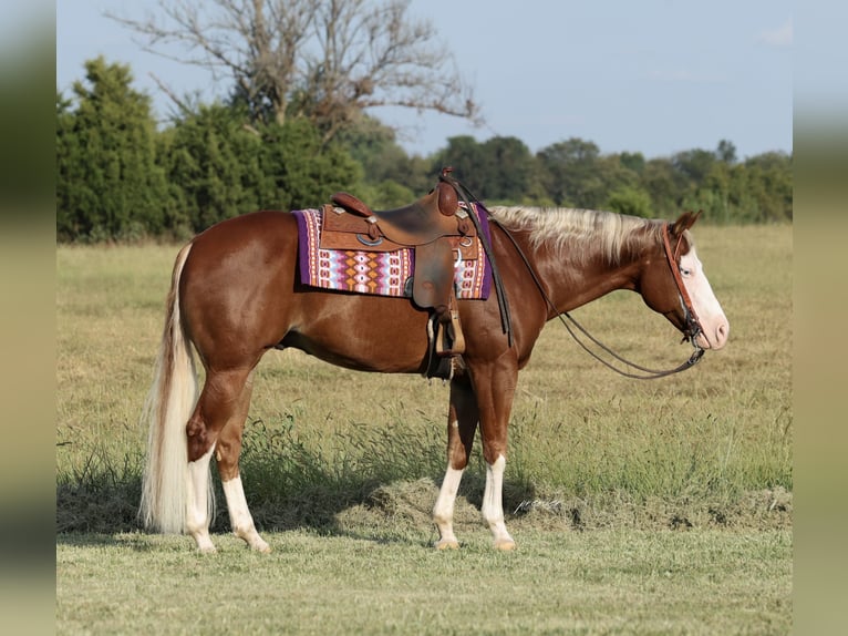 American Quarter Horse Wallach 7 Jahre Rotfuchs in Buffalo
