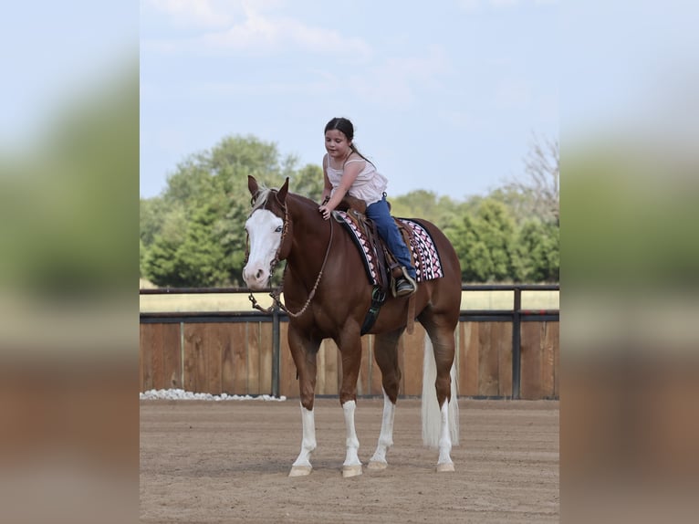 American Quarter Horse Wallach 7 Jahre Rotfuchs in Buffalo