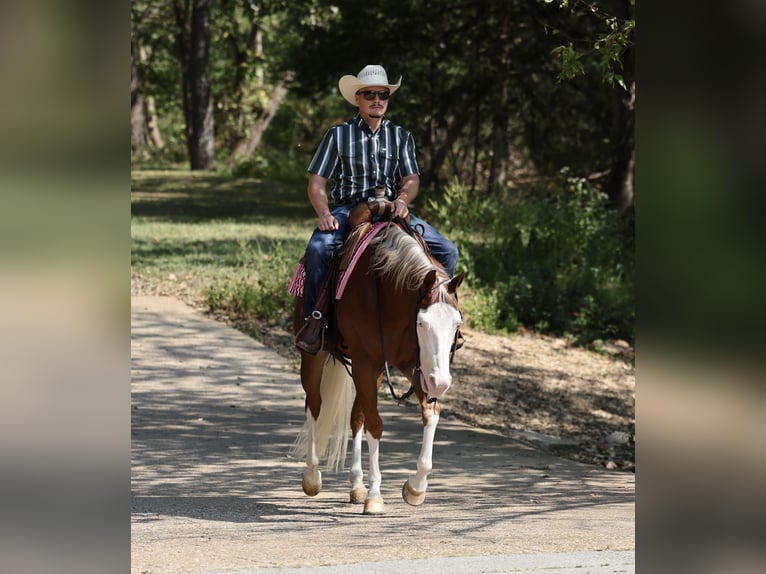American Quarter Horse Wallach 7 Jahre Rotfuchs in Buffalo