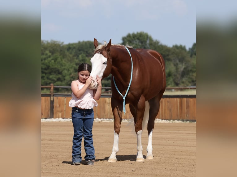 American Quarter Horse Wallach 7 Jahre Rotfuchs in Buffalo