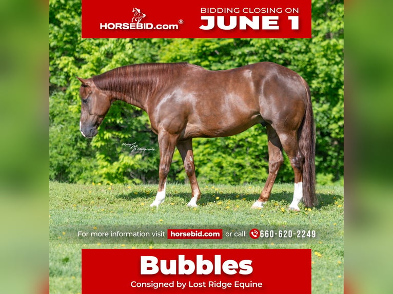 American Quarter Horse Wallach 7 Jahre Rotfuchs in Sedalia