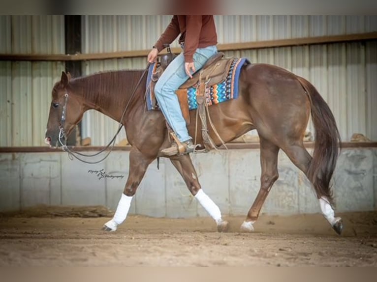 American Quarter Horse Wallach 7 Jahre Rotfuchs in Sedalia