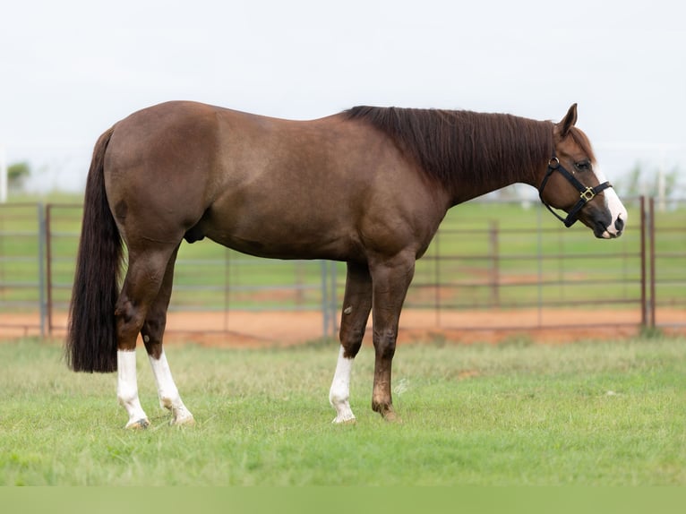 American Quarter Horse Wallach 7 Jahre Rotfuchs in Wayne