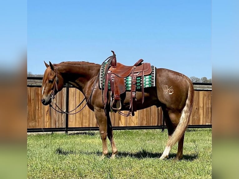 American Quarter Horse Wallach 7 Jahre Rotfuchs in Jacksboro, TX