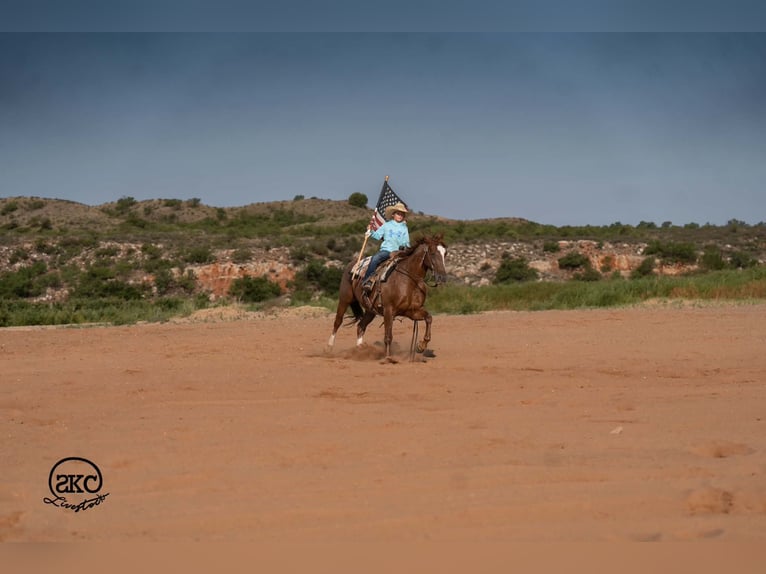 American Quarter Horse Wallach 7 Jahre Rotfuchs in Canyon