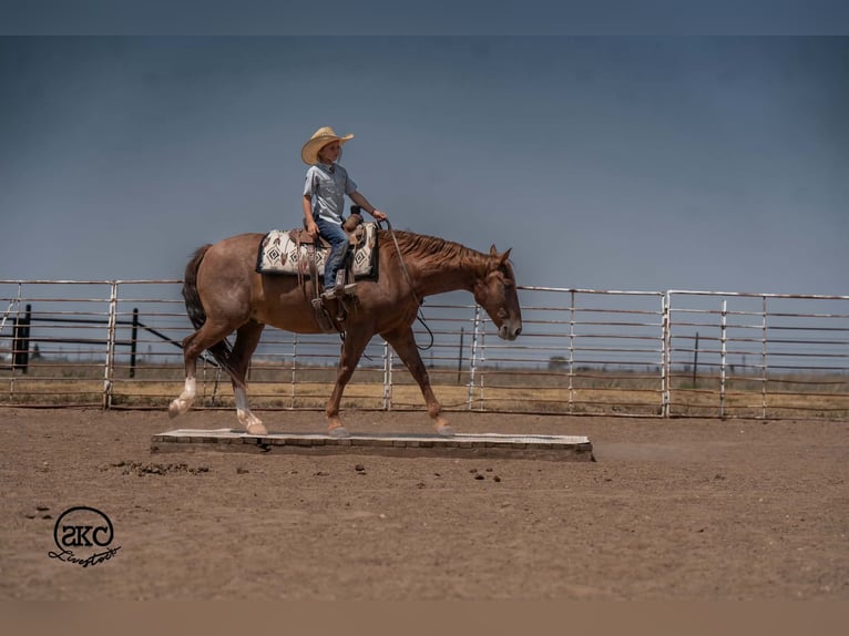 American Quarter Horse Wallach 7 Jahre Rotfuchs in Canyon