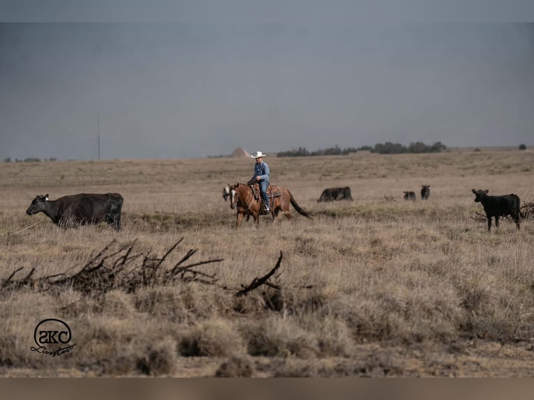 American Quarter Horse Wallach 7 Jahre Rotfuchs in Canyon
