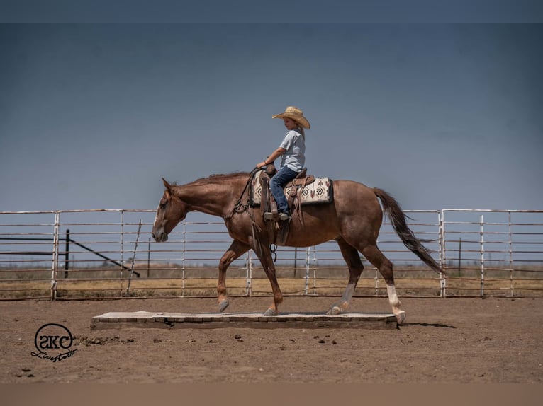 American Quarter Horse Wallach 7 Jahre Rotfuchs in Canyon
