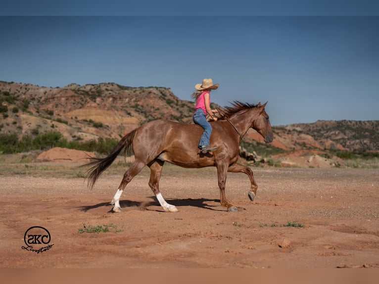 American Quarter Horse Wallach 7 Jahre Rotfuchs in Canyon