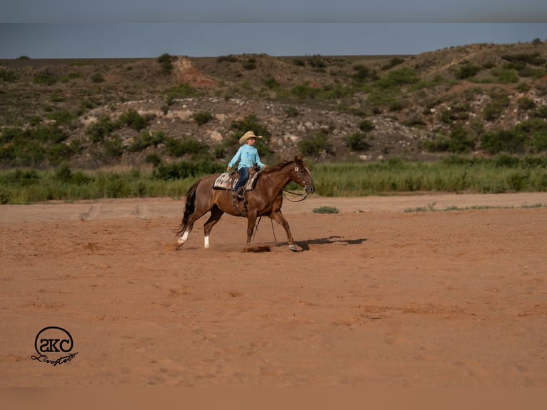 American Quarter Horse Wallach 7 Jahre Rotfuchs in Canyon
