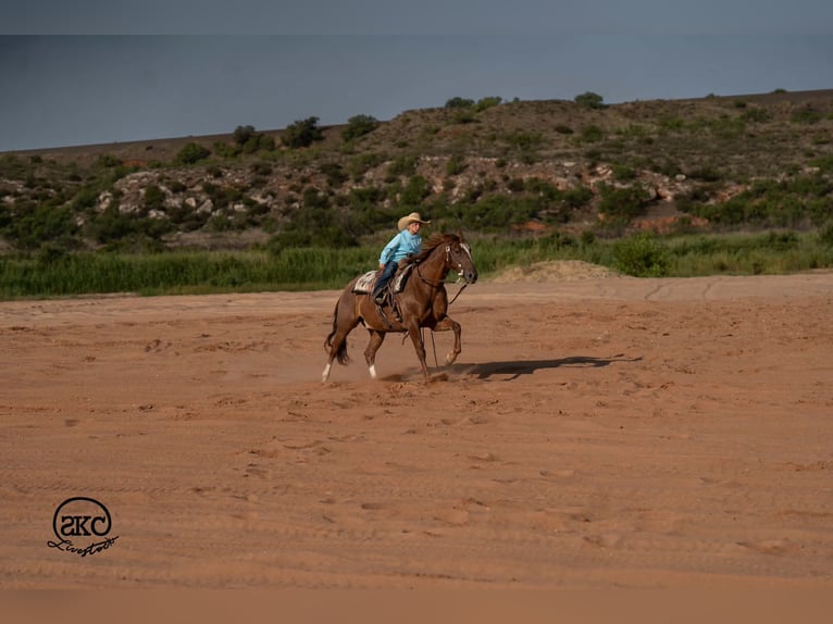 American Quarter Horse Wallach 7 Jahre Rotfuchs in Canyon