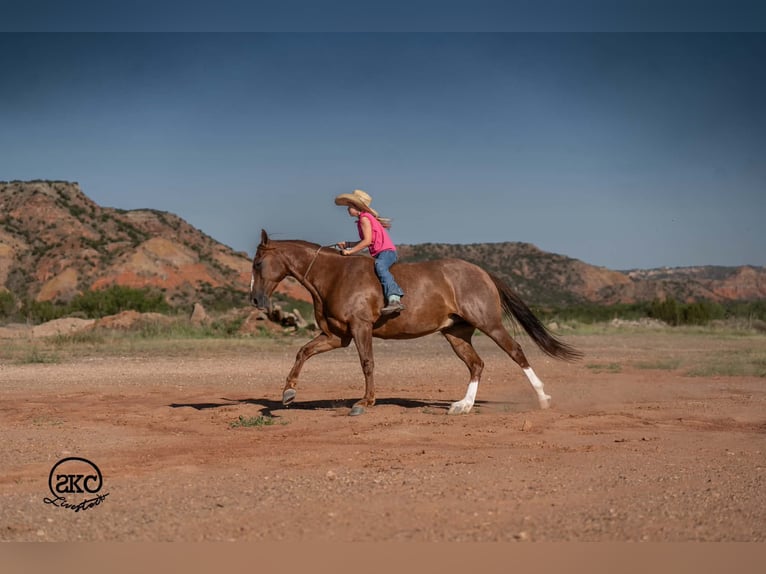 American Quarter Horse Wallach 7 Jahre Rotfuchs in Canyon