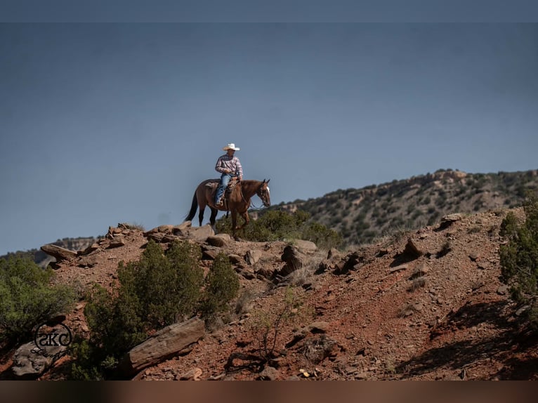 American Quarter Horse Wallach 7 Jahre Rotfuchs in Canyon