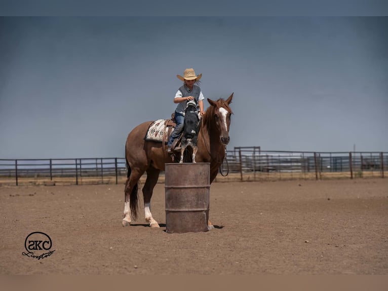 American Quarter Horse Wallach 7 Jahre Rotfuchs in Canyon