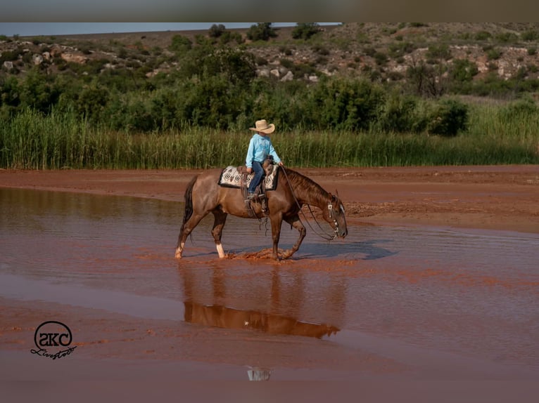 American Quarter Horse Wallach 7 Jahre Rotfuchs in Canyon
