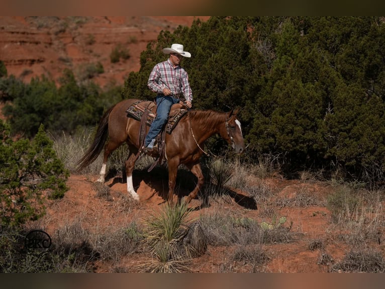 American Quarter Horse Wallach 7 Jahre Rotfuchs in Canyon