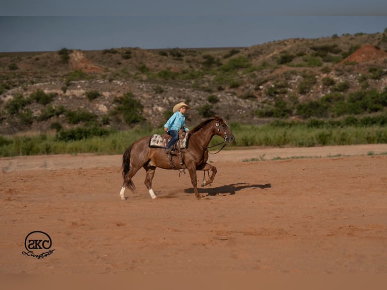 American Quarter Horse Wallach 7 Jahre Rotfuchs in Canyon