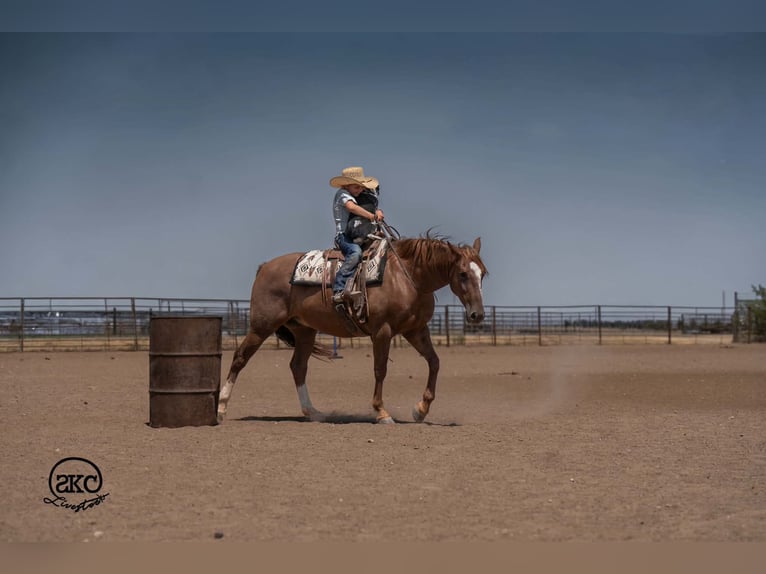 American Quarter Horse Wallach 7 Jahre Rotfuchs in Canyon