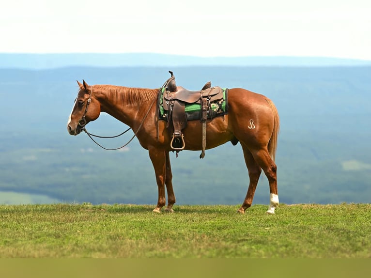 American Quarter Horse Wallach 7 Jahre Rotfuchs in Clearville
