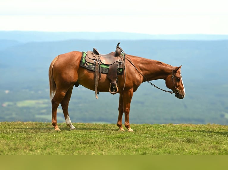 American Quarter Horse Wallach 7 Jahre Rotfuchs in Clearville