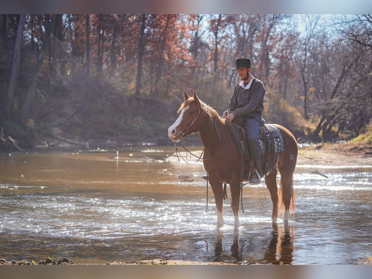 American Quarter Horse Wallach 7 Jahre Rotfuchs in Independence