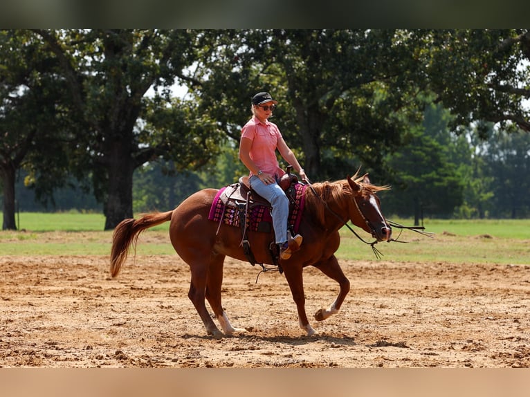 American Quarter Horse Wallach 7 Jahre Rotfuchs in Quitman