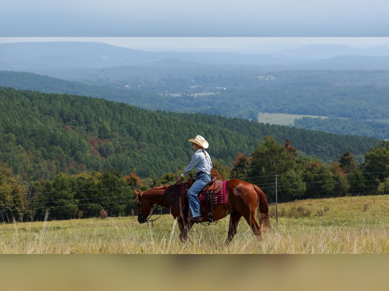 American Quarter Horse Wallach 7 Jahre Rotfuchs in Quitman