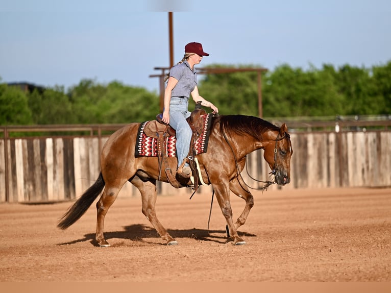 American Quarter Horse Wallach 7 Jahre Rotfuchs in Waco