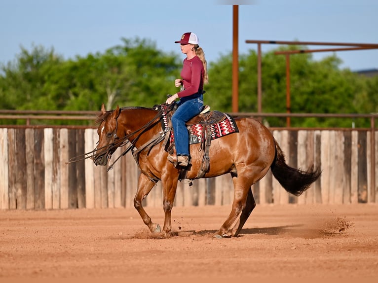 American Quarter Horse Wallach 7 Jahre Rotfuchs in Waco
