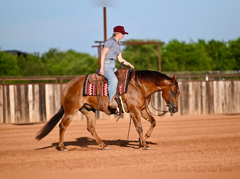 American Quarter Horse Wallach 7 Jahre Rotfuchs in Waco