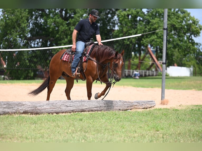 American Quarter Horse Wallach 7 Jahre Rotfuchs in Waco