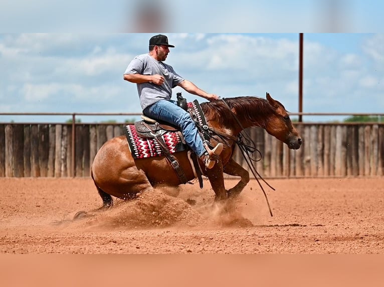 American Quarter Horse Wallach 7 Jahre Rotfuchs in Waco