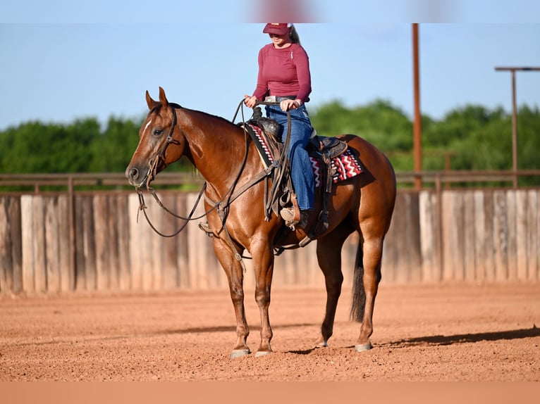 American Quarter Horse Wallach 7 Jahre Rotfuchs in Waco