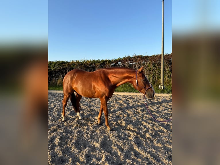 American Quarter Horse Wallach 7 Jahre Rotfuchs in Edam