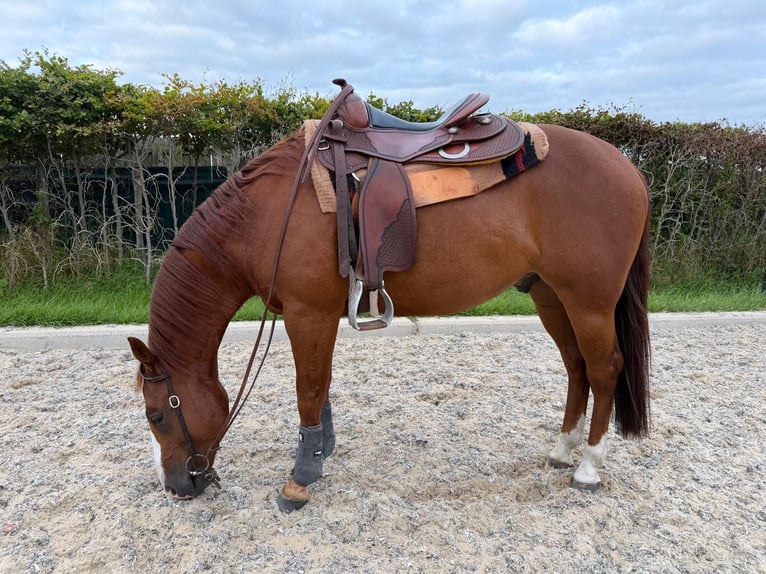 American Quarter Horse Wallach 7 Jahre Rotfuchs in Edam